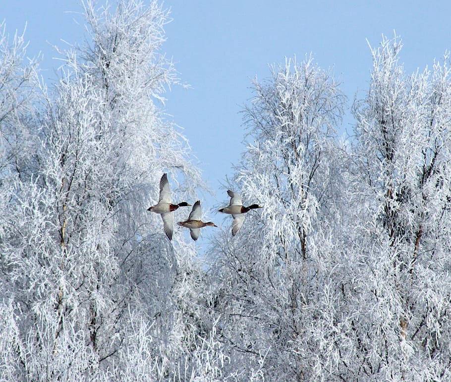 three, ducks, flying, trees, winter, birds, geese, snow, ice, nature