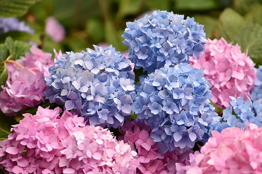 bunga, biru, pink, hydrangea, tanaman, flora, alam, taman, musim panas, catatan publik