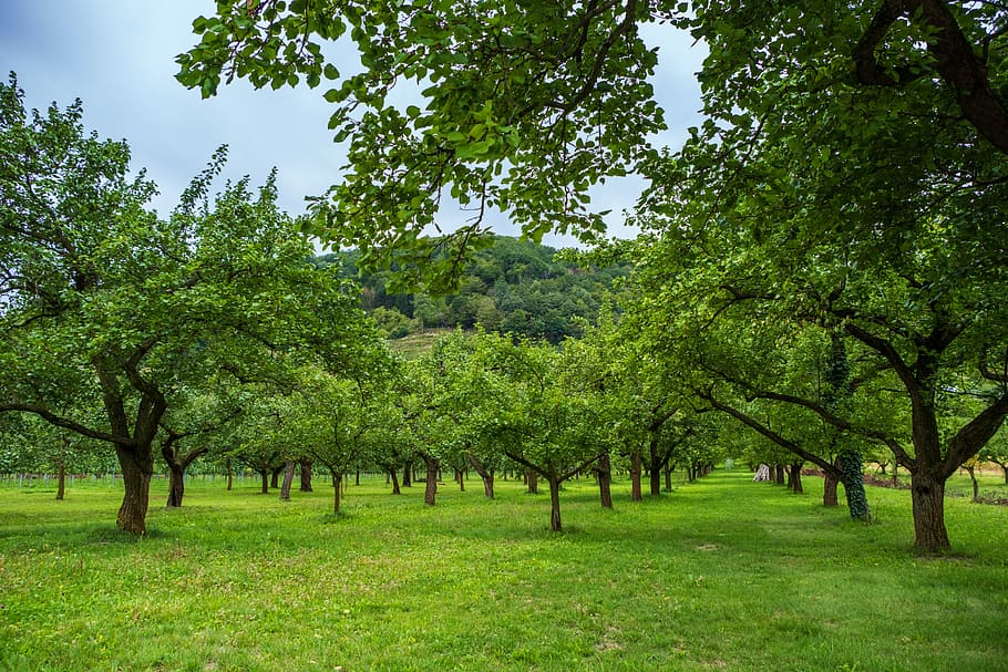 landscape, nature, trees, green, leaves, scenic, meadow, small trees, fruit trees, plant