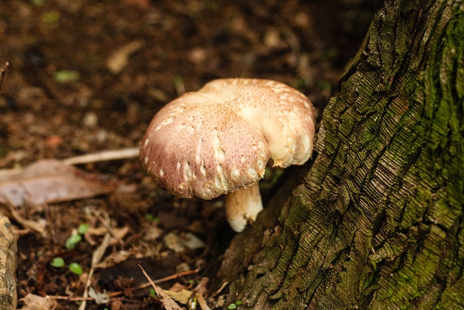 mushroom, fungui, nature, forest, wood, green, wild, autumn, brown, foliage