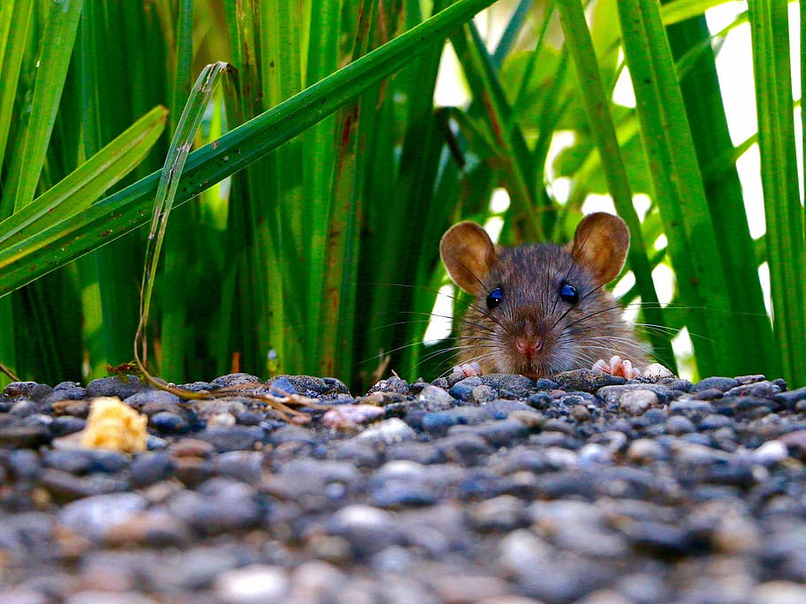 ratón marrón, mamífero, rata, ojos, orejas, sigue tu nariz, alimentación, estrategia de ratones, animal, naturaleza
