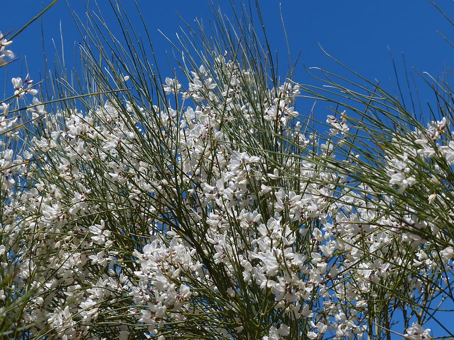 gintster, flowers, white, bush, ordinary retama, retama-broom, retama sphaerocarpa, tenerife, plant, growth