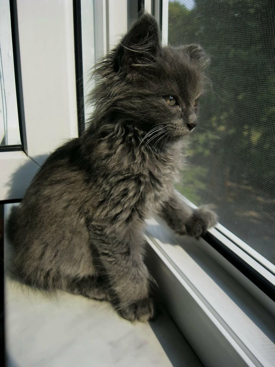 cinza, gatinho, olhando, fora, janela, gato, fofo, gato fofo, felino, doméstico