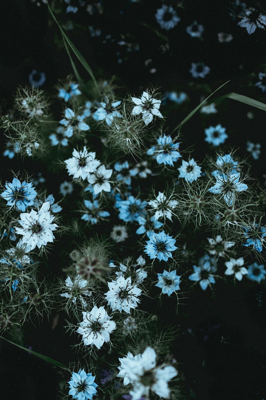 foto de primer plano, blanco, flores de pétalos, flores, naturaleza, pétalos, hierba, bokeh, al aire libre, oscuro