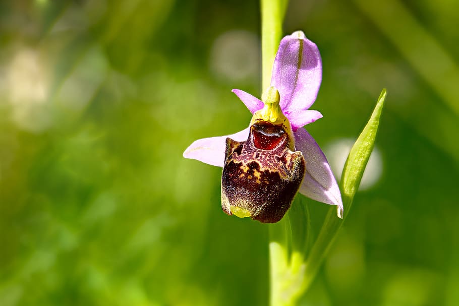 Orchid, Ophrys, Flower, Plant, green, pink, macro, petal, bloom, wild flower