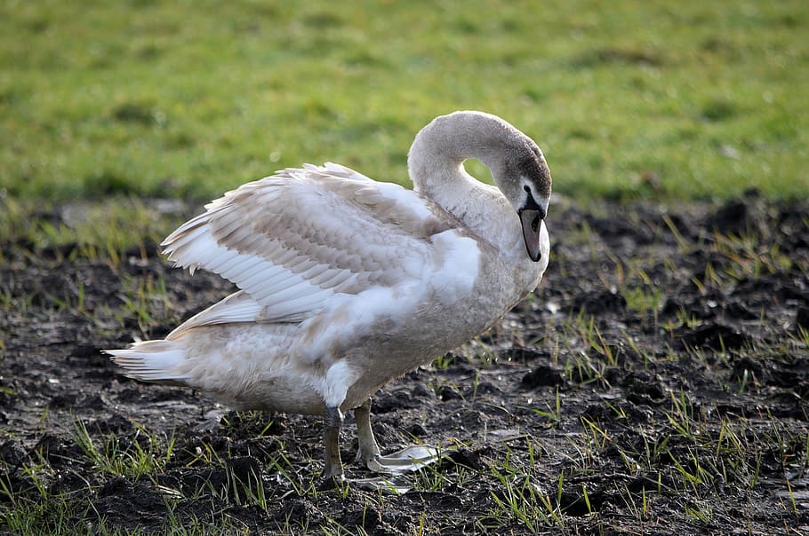 swan, muddy, ground, bird, young, portrait, fly, wings, feather, wildlife