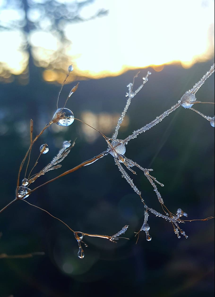 frosty, ice, drop, nature, frozen, autumn, focus on foreground, winter, close-up, cold temperature