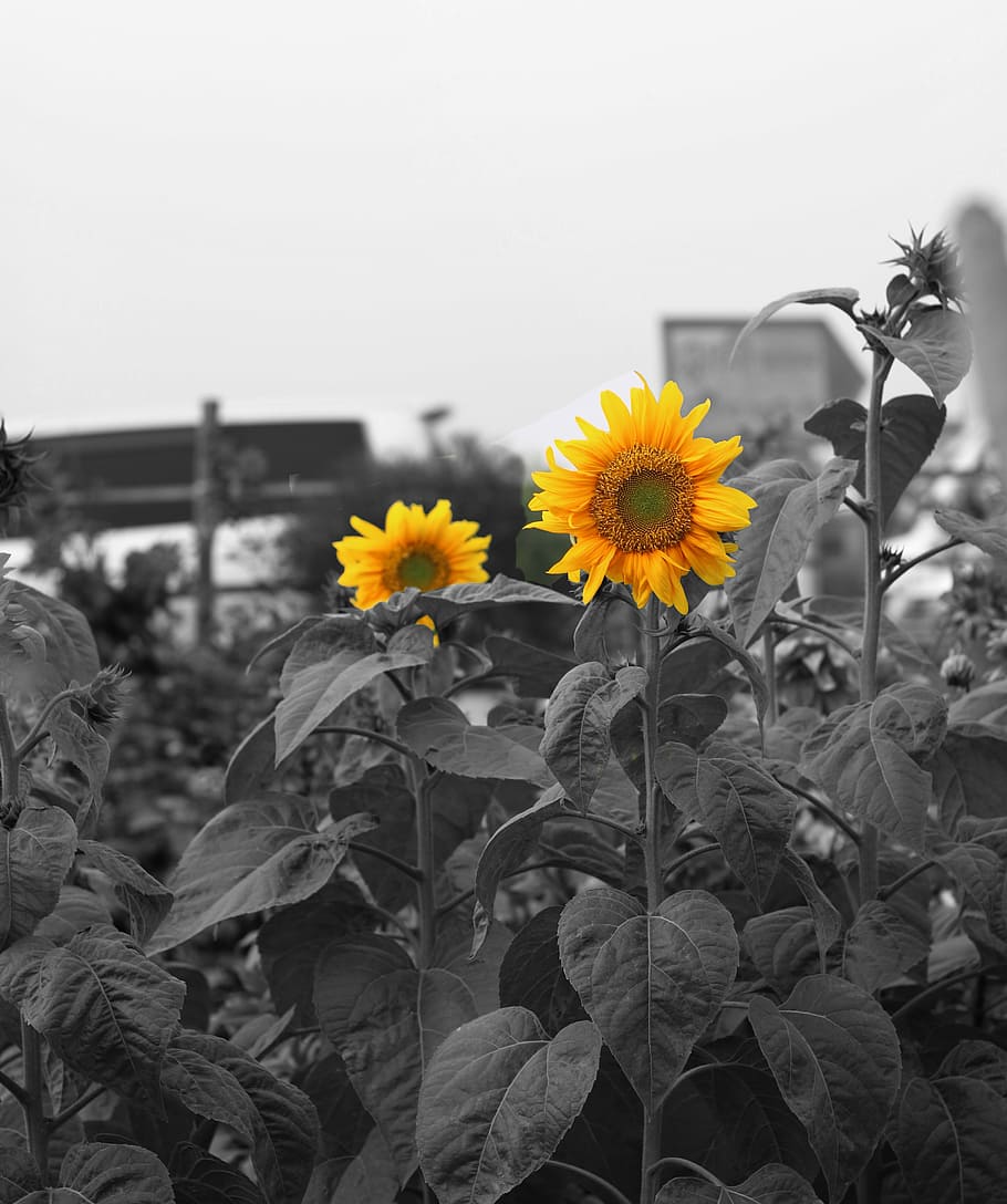 sunflower, garden, flowers, sun, nature, gardening, agriculture, plant, yellow, natural