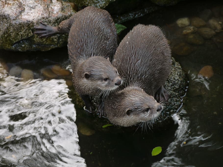 otter, mammal, clawed otter, animal wildlife, animal themes, animals in the wild, water, animal, group of animals, rock