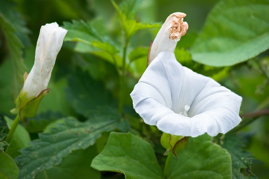 bindweed, blossom, bloom, bud, farmland-winds, white, wind greenhouse, funnel flower, weed, climber