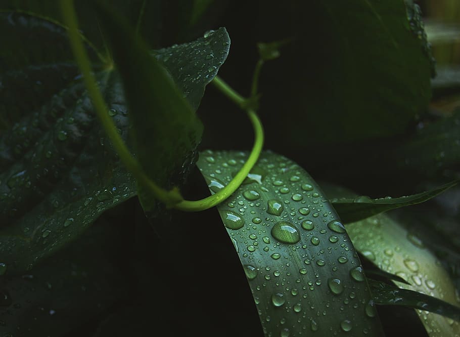 wet, green, linear, plant, leaf, nature, raindrops, water, drop, freshness