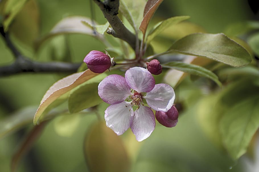 flowers blooming, apple flowers, crab apple, blooming, charming, flowers, surface, water, apple, april
