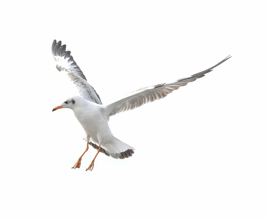 Seagull, Flying, Beach, White, Background, white background, one animal, spread wings, animal wildlife, animals in the wild