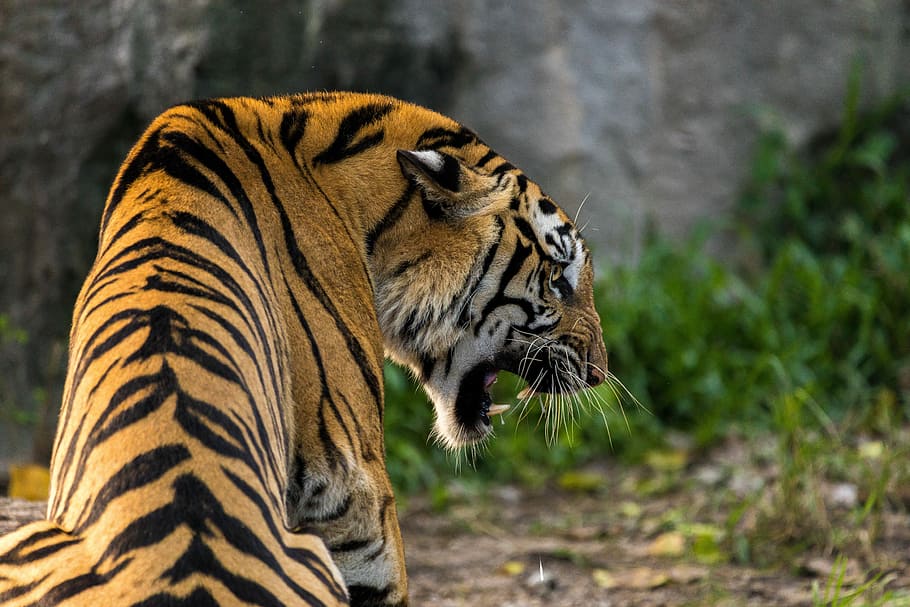roaring tiger photography, tiger, cat, animal, predator, roar, wild animal, zoo, foot, animal themes