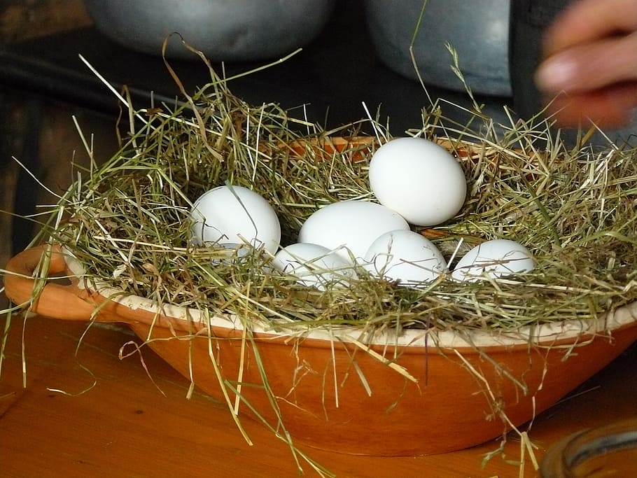 poultry eggs, nest, egg, chicken eggs, white eggs, eggs on straw, clay bowl, container, straw, hay