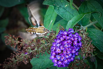 Página 5 | Fotos mariposa flor morada libres de regalías | Pxfuel