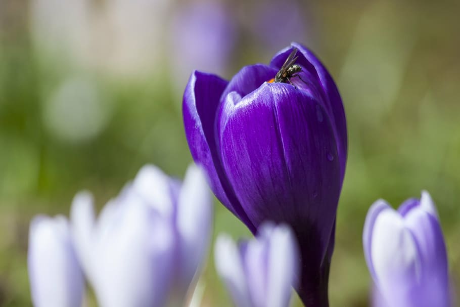 púrpura, flor de azafrán, selectivo, fotografía de enfoque, azafrán, schwertliliengewaechs, azafrán de primavera, flores, floración, flora