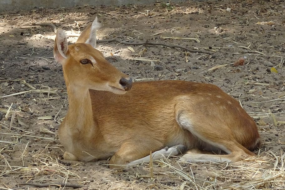deer, sangai, eld's deer, female, rucervus eldii eldii, endemic, endangered, brow-antlered deer, manipur, wildlife