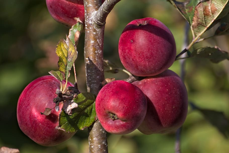 maçãs, macieira, colheita, árvore, ramo, fruto, frutas, saudável, vermelho, comida e bebida