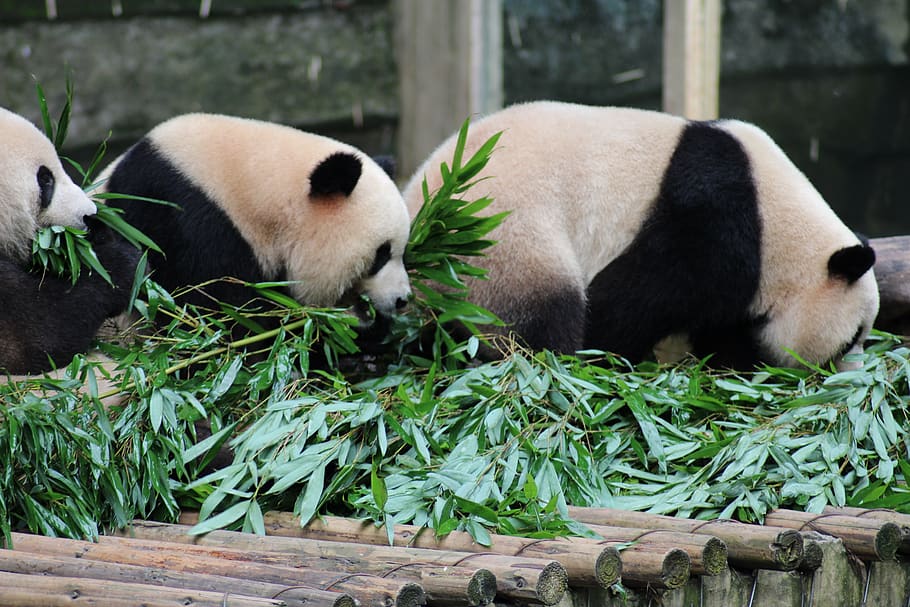 china, panda, bear, zoo, animal, animal themes, panda - animal, mammal, group of animals, animal wildlife