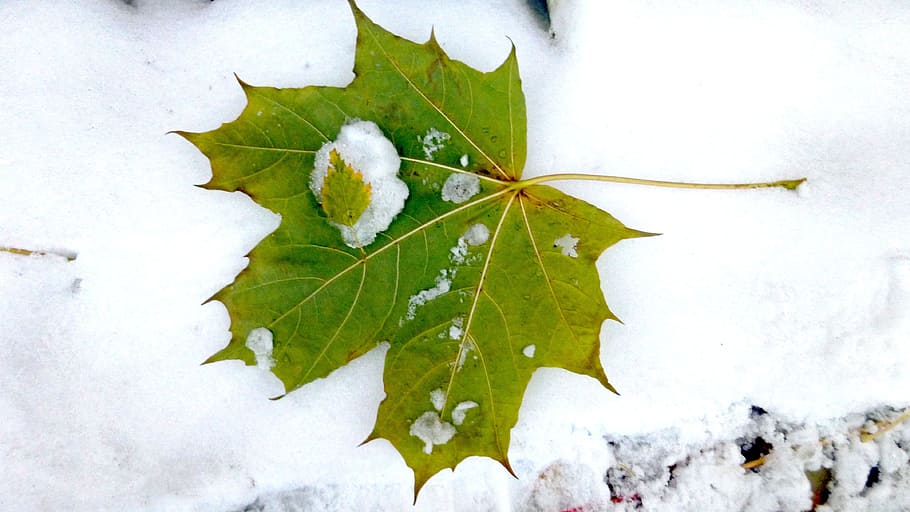 秋, 初雪, カエデの葉, 葉, 植物の部分, 自然, 植物, 人なし, 緑の色, 雪