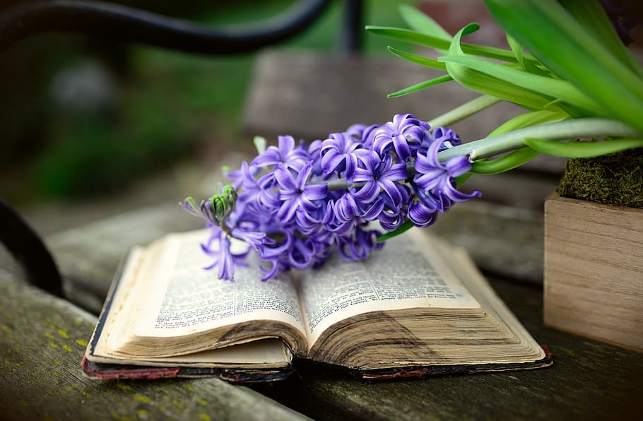 hyacinth, spring flower, flower, flowers, fragrant flower, garden plant, spring, blue, bloom, book