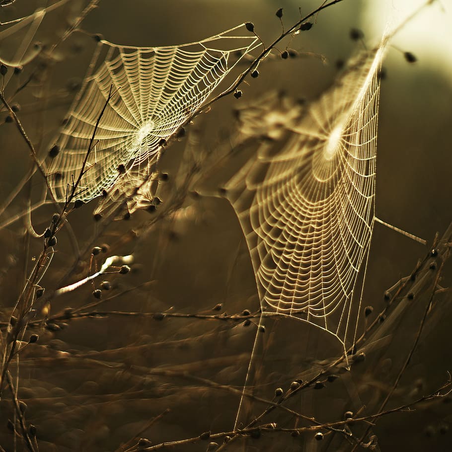 two, white, spider webs, twigs, closeup, photography, meadow, web, sunset, animal wildlife