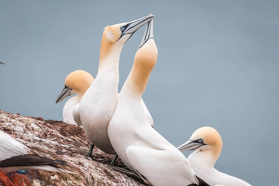 northern gannet, boobies, morus bassanus, pelecaniformes, bird, nature, animal world, waters, sky, close up