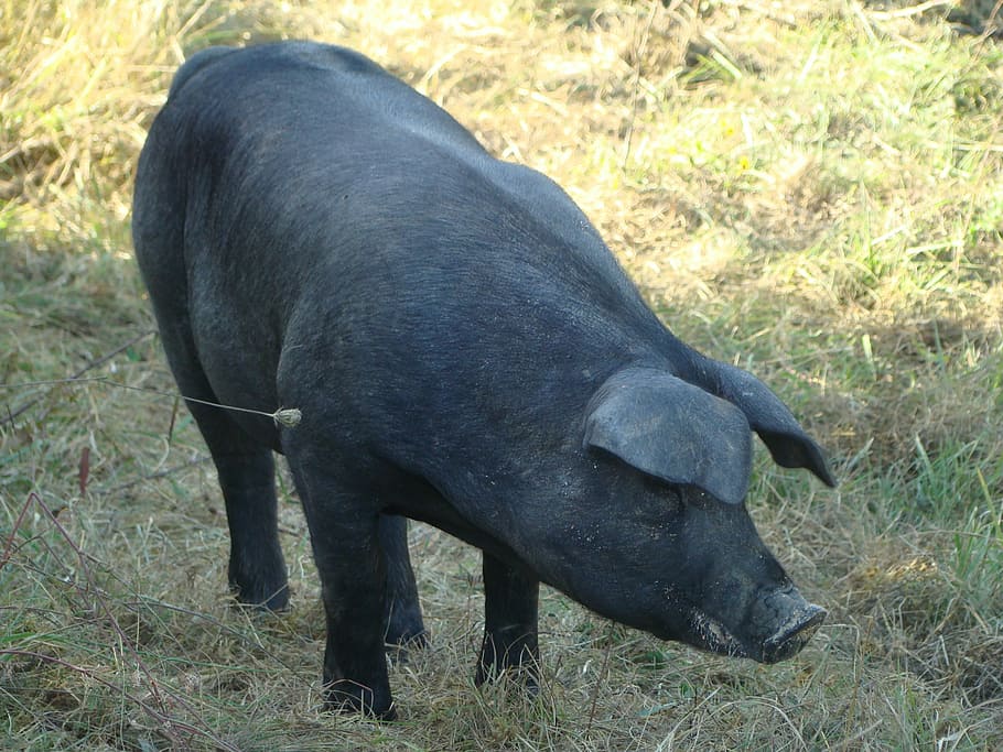 gascon pig, breeding, agriculture, animal themes, mammal, animal, field, one animal, grass, animal wildlife