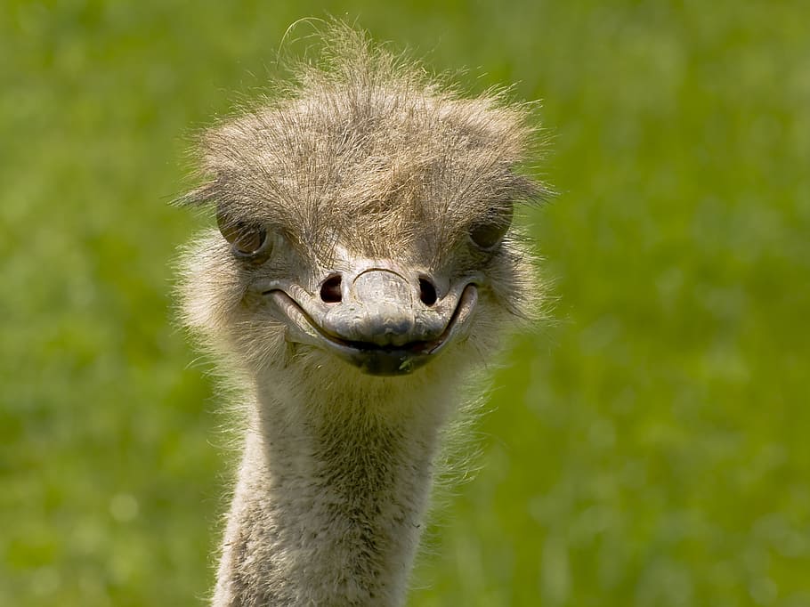 ostrich, smiling, daytime, ostrich bird, bouquet, bird, flightless bird, creature, animal, feather