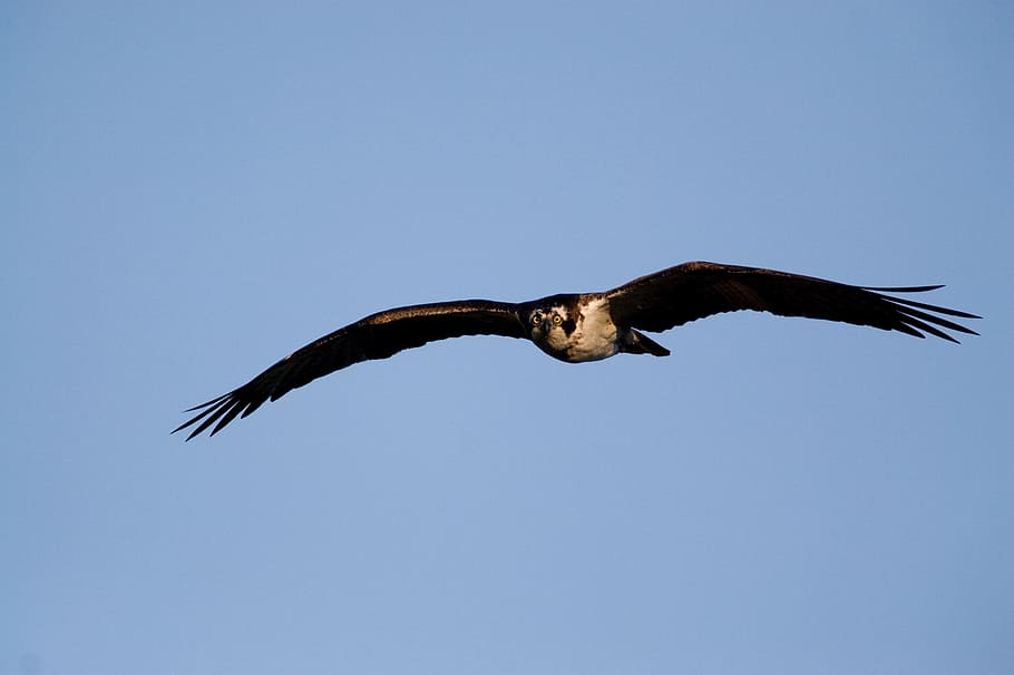 osprey, bird, flying, wildlife, nature, raptor, sky, hawk, talons, wings