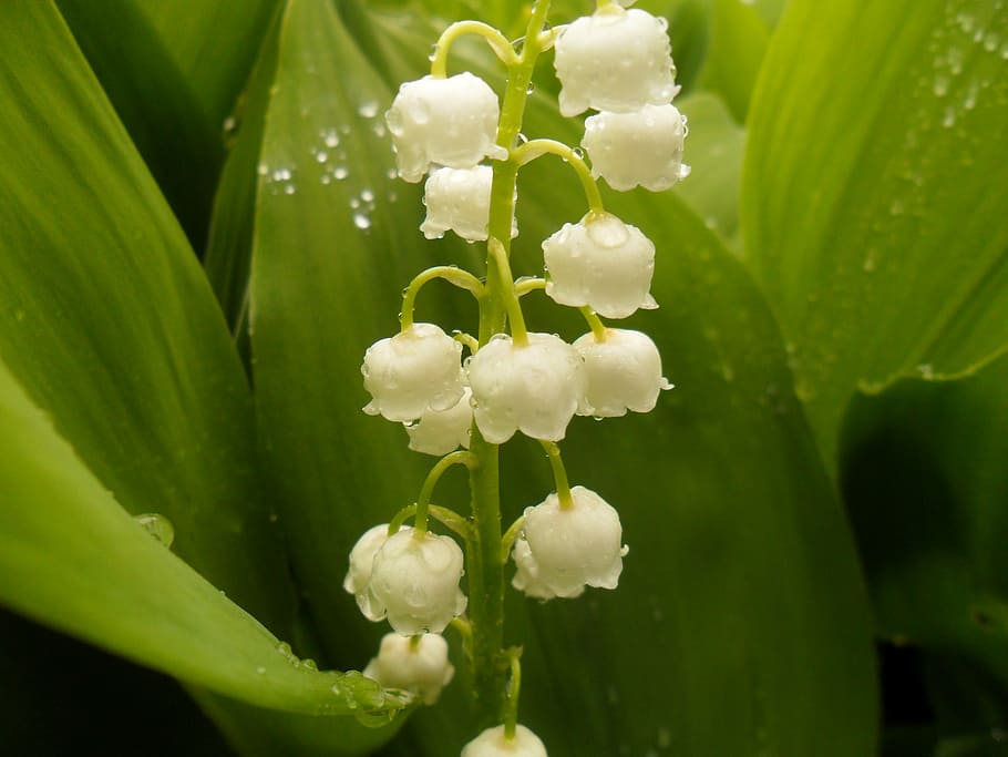 white flowers, lilies of the valley, flower, spring flowers, flowers, closeup, nature, plant, leaf, green Color