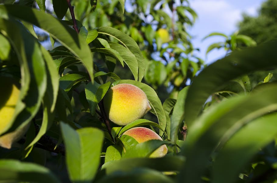 peaches, peach tree, summer, north carolina, healthy eating, food and drink, food, leaf, green color, fruit