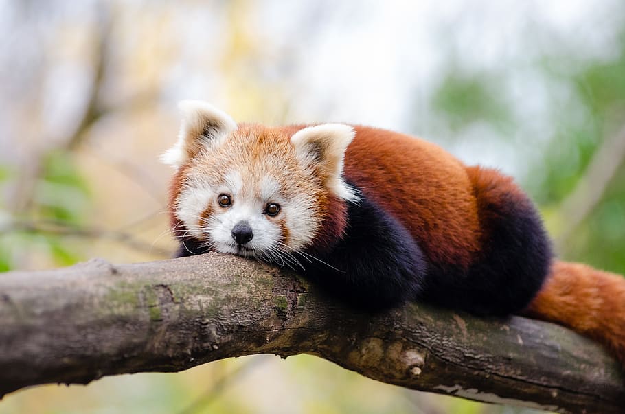 Panda vermelho, panda, deitado, ramo, animal, temas animais, um animal, animais selvagens, animais em estado selvagem, mamífero