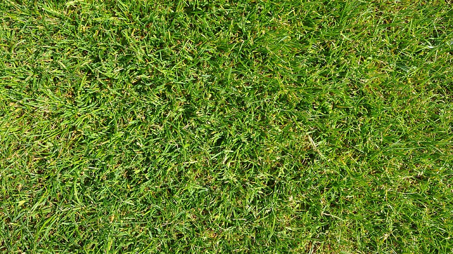 aerial, view, grasses, grass, green, football, football field, background, texture, gazongras