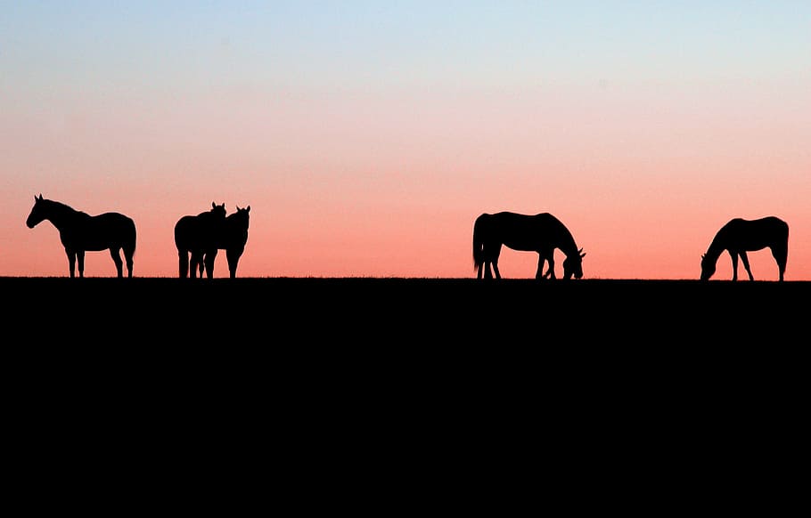 силуэт, пять, лошади, закат солнца, природа, конный спорт, конный, небо, Восход, ранчо