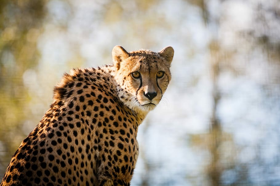 selektif, fotografi fokus, macan tutul, Gepard, Cheetah, Kucing Besar, Hewan, margasatwa, kucing, predator