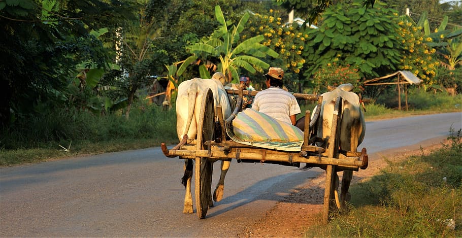 evening, going, home, workman, ox, cart, simple, life, trailer, battambang