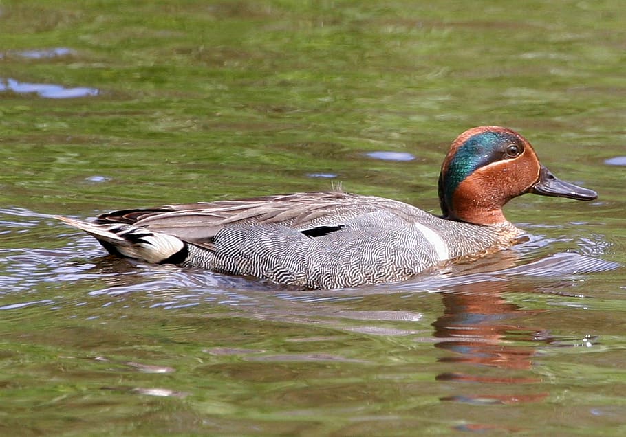 duck, teal, swimming, green, winged, bird, wildlife, nature, water, colorful