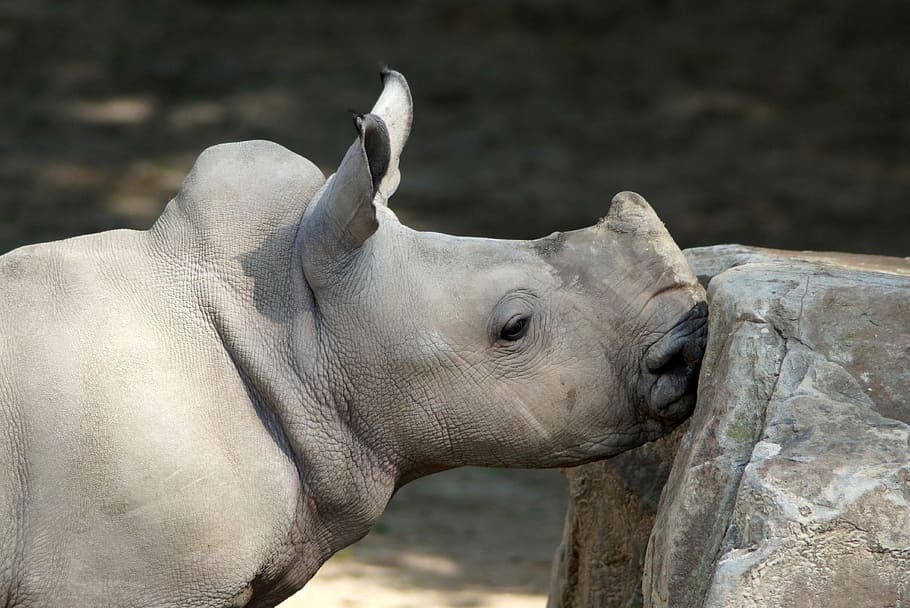 White Rhino, Baby, rhino, baby rhino, young animal, animal, perissodactyla, africa, steppe, rhinoceros