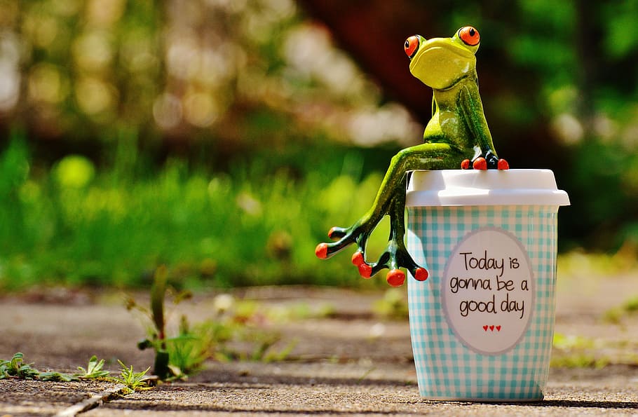 frog, sitting, disposable, cup, beautiful day, joy, coffee, happy, happiness, start