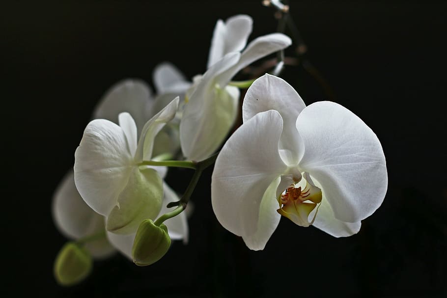 orquídea, blanco, orchidaceae, planta de interior, hermosa, hoja, planta, floración, macro, tierno