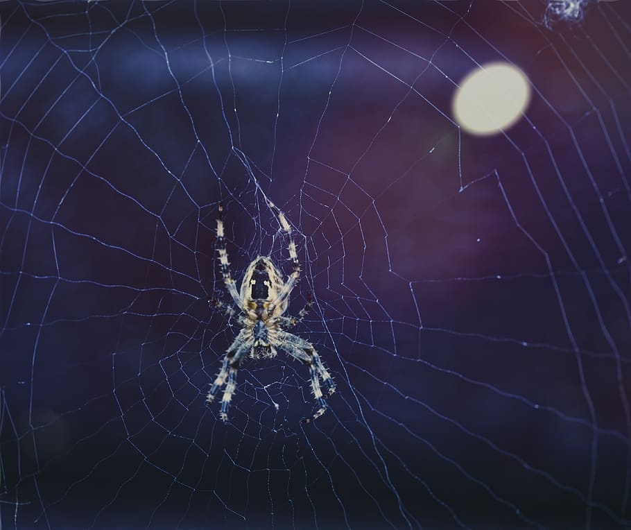 Orb web