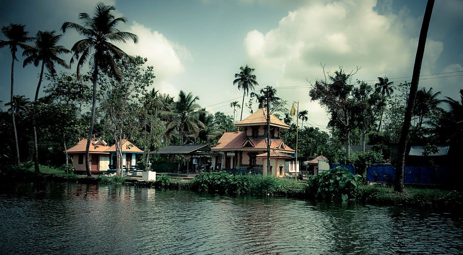 India, Kerala, Palm Trees, Water, Nature, tropics, landscape, green, holiday, idyllic
