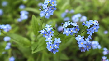 Página 6 | Fotos pequeñas flores azules libres de regalías | Pxfuel