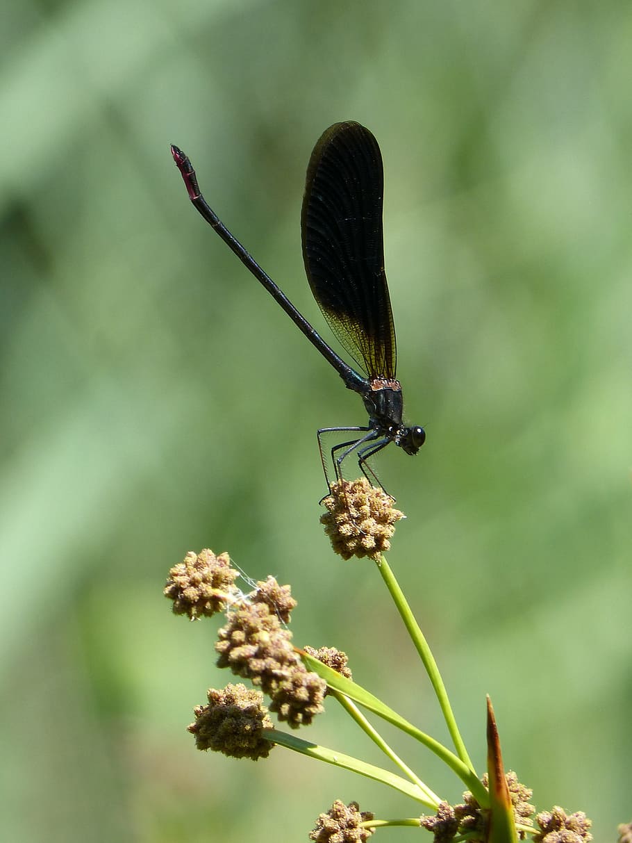 Calopteryx Haemorrhoidalis, black dragonfly, dragonfly, junco, wetland, insect, animal themes, animals in the wild, one animal, focus on foreground
