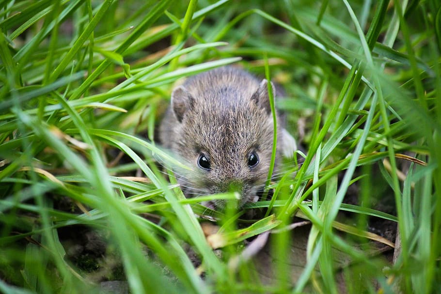 gray, rat, grass, mouse, small animal, garden, small, animal, cute, house