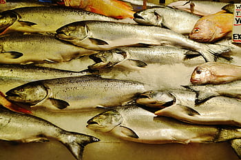Royalty-free fish market photos free download - Pxfuel