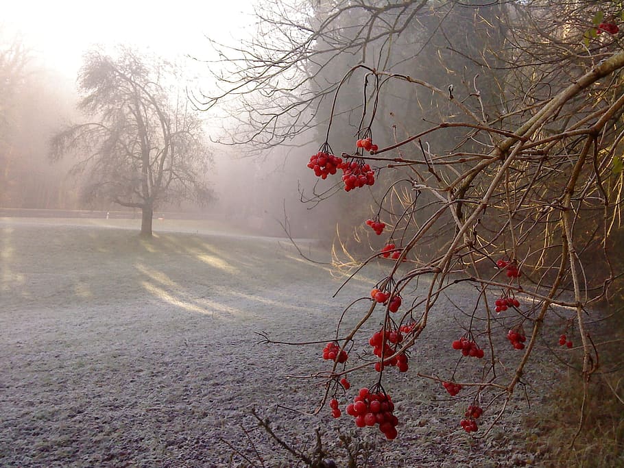 round, red, fruits, bare, tree, daytime, the fog, autumn, nostalgia, nature