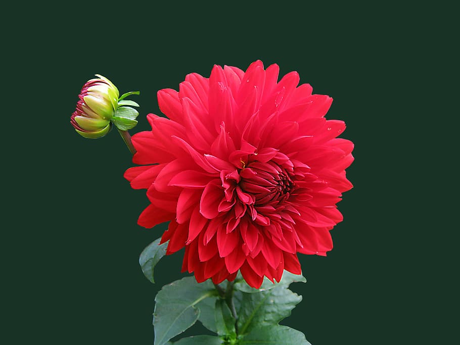 red, petaled flower focusphotography, dahlia, blossom, bloom, isolated, flower, flowering plant, vulnerability, petal